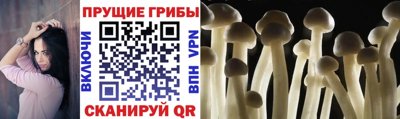 мориарти состав  мега tor  Топки  Псилоцибиновые грибы GOLDEN TEACHER 
